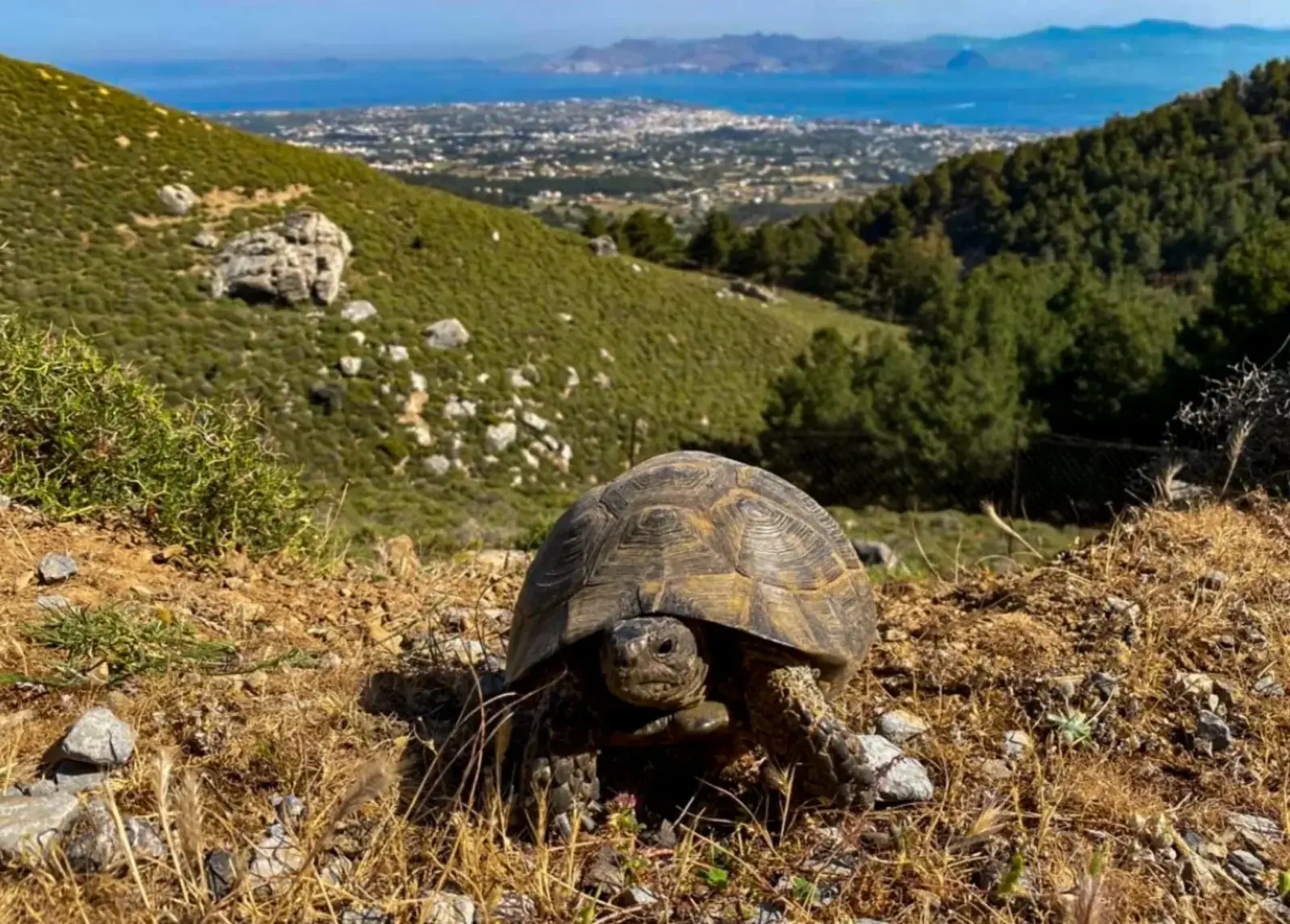 Gallery image for Turtle Hiking Tour