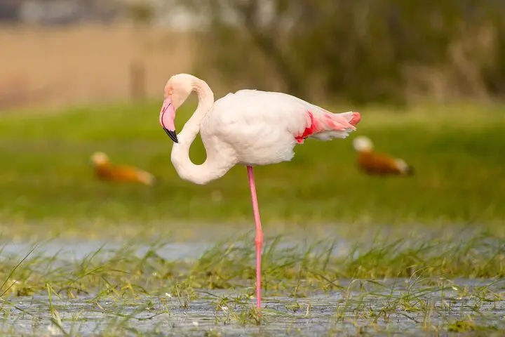 Gallery image for Kos Fauna Exploration Walk (Express)