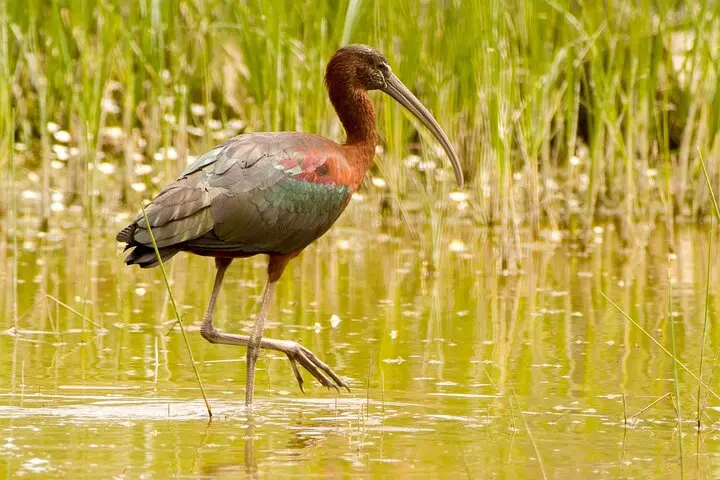 Gallery image for Kos Fauna Exploration Walk (Express)