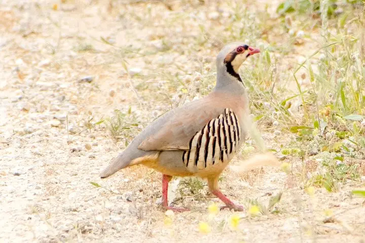 Gallery image for Kos Fauna Exploration Walk (Express)
