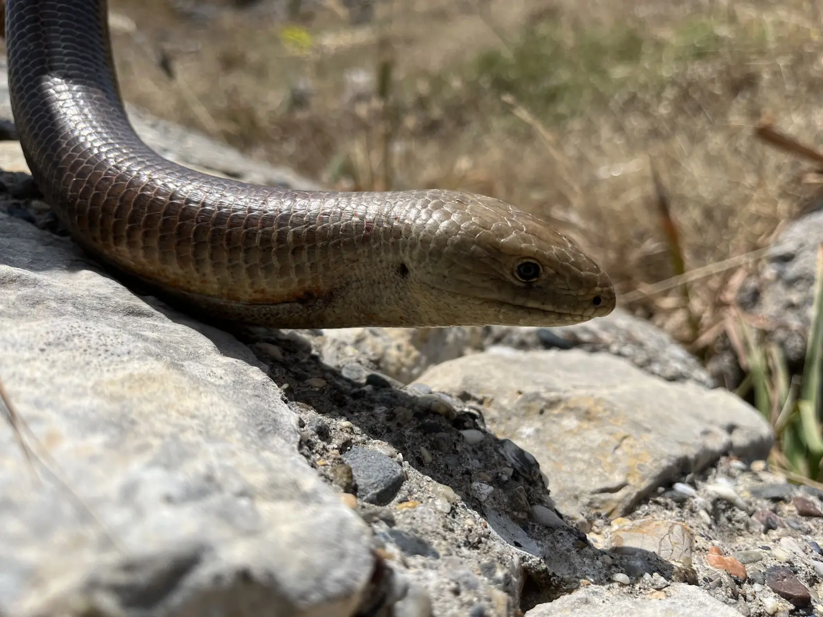 Gallery image for Kos Fauna Exploration Walk (Extended)