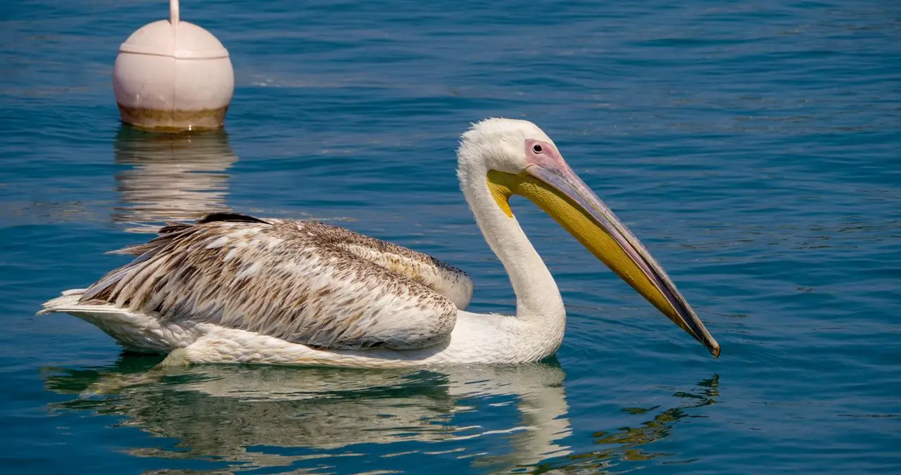 Gallery image for Kos Fauna Exploration Walk (Express)