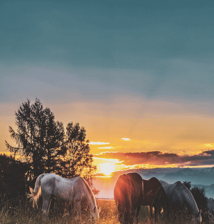 Tirana Communist History Tour